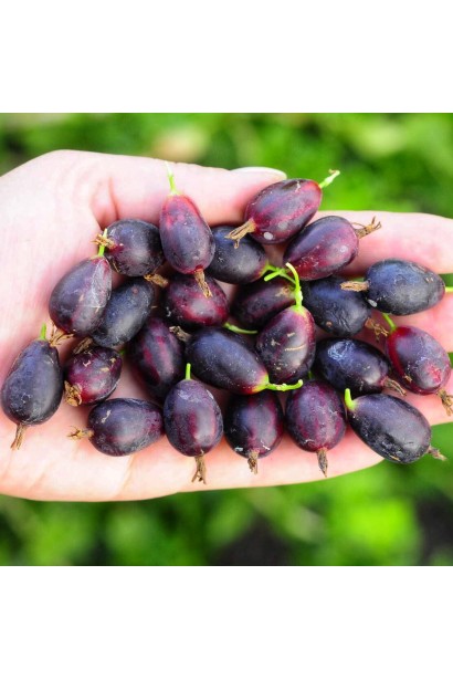 Ribes uva-crispa ‘Chorna Kaplya’